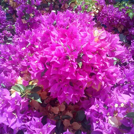 Appart hôtel Pelagos