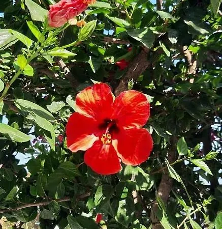 佩拉格斯一室公寓酒店 4* Páros