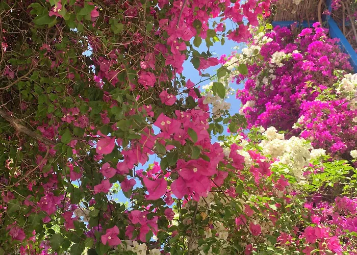 Lejlighedshotel Pelagos 4*